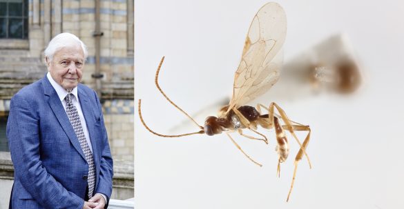 A Wasp Named in Honor of David Attenborough on His 100th Birthday - Science News